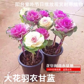 成品老桩大花羽衣甘蓝花卉绿植盆栽阳台室外节日摆放观赏耐寒植物