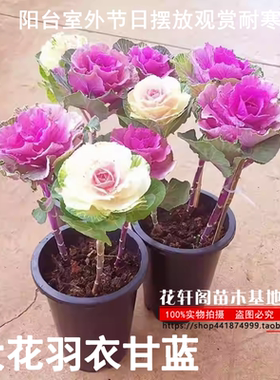 甘蓝一般11月-12月份颜色最明显