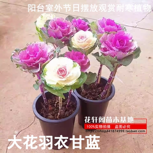 成品老桩大花羽衣甘蓝花卉绿植盆栽阳台室外节日摆放观赏耐寒植物