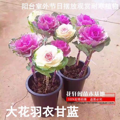 成品老桩大花羽衣甘蓝花卉绿植盆栽阳台室外节日摆放观赏耐寒植物