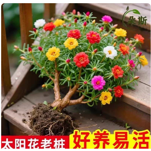 色重瓣太阳花老桩耐寒耐旱植物图片