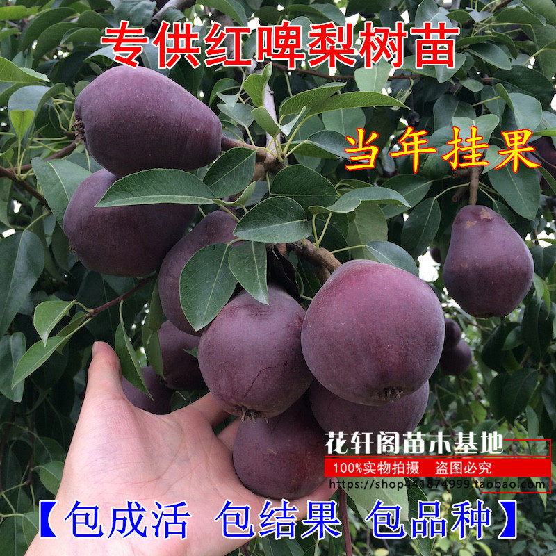 红啤梨树苗梨树苗地栽红梨树苗果树嫁接苗当年结果庭院种植