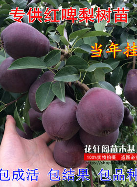 梨树苗果树嫁接苗庭院种植