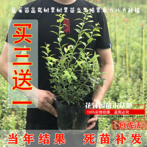 盆栽南方种植四季果树苗