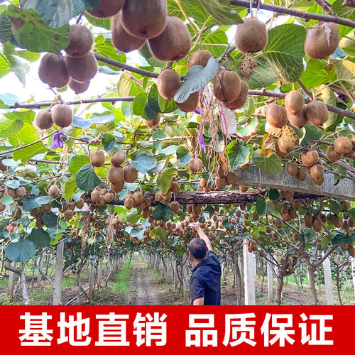 花轩阁落叶嫁接嫁接软枣猕猴