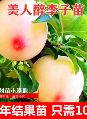 李子树苗南方种植盆栽果树嫁接