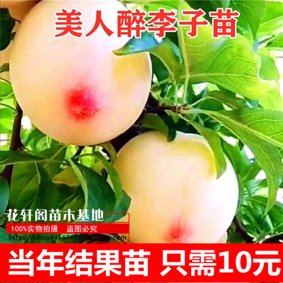 李子树苗南方种植盆栽果树嫁接