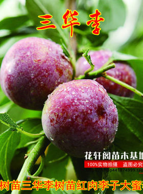 李子树苗花轩阁苗木三华李苗