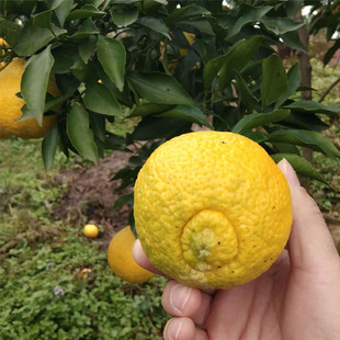 桔子树纯甜黄金贡柚水果树果苗南北方种植庭院大树苗盆栽橘子苗树