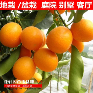 金桔树苗嫁接 脆皮金桔 金钱桔树苗金橘苗甜桔苗盆栽地栽当年结果