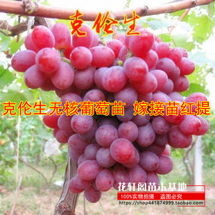 克伦生无核葡萄苗 嫁接苗红提克瑞森葡萄树苗晚熟 新品种果树苗