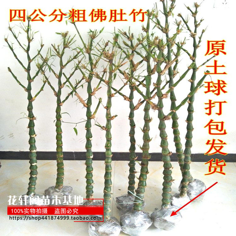 佛肚竹苗四季常青盆栽