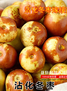 沾化冬枣嫁接苗树苗南方种植