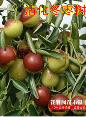 沾化冬枣嫁接南方种植果树苗包邮