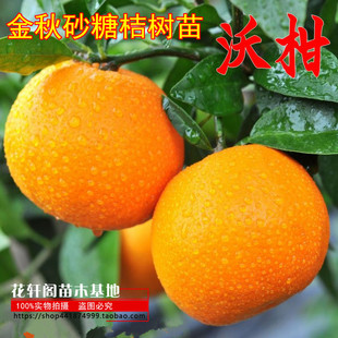 正宗沃柑树苗沃柑苗金秋砂糖桔树苗金秋沙糖桔苗新会柑苗茶枝柑苗