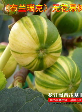 当年结果嫁接无花果树苗（布兰瑞克）南北方盆栽地栽庭院种植