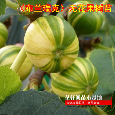当年结果嫁接无花果树苗（布兰瑞克）南北方盆栽地栽庭院种植