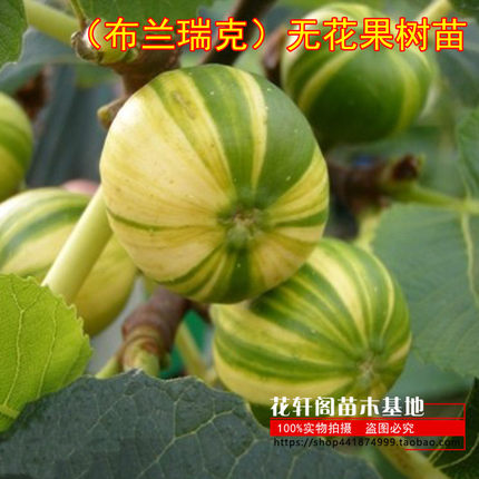 当年结果嫁接无花果树苗（布兰瑞克）南北方盆栽地栽庭院种植