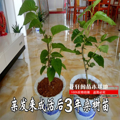 无籽果桑桑树苗盆栽北方种植 台湾长果桑树苗地栽南方种植