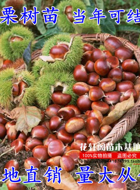 云南盆栽当年结果树苗种植庭院枇杷大五星果树苗白沙枇杷苗板栗