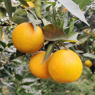 新鲜桂林蜜香橙纯甜丑橙有机肥种植农家现摘现发花皮橙自然熟