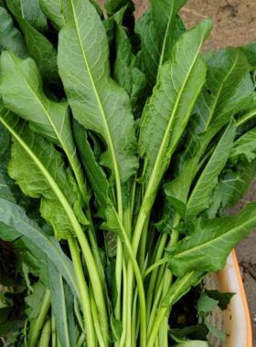 新鲜野菠菜酸模土大黄羊蹄根野外生杀虫中草药野菜酸菜通便