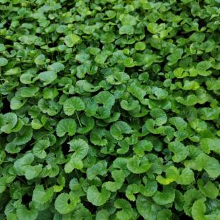 积雪草广西新鲜雷公根崩大碗马蹄草灯盏菜凉茶饮品凉拌特菜中草药