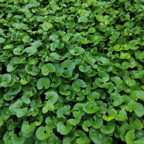 积雪草广西新鲜雷公根崩大碗马蹄草灯盏菜凉茶饮品凉拌特菜中草药