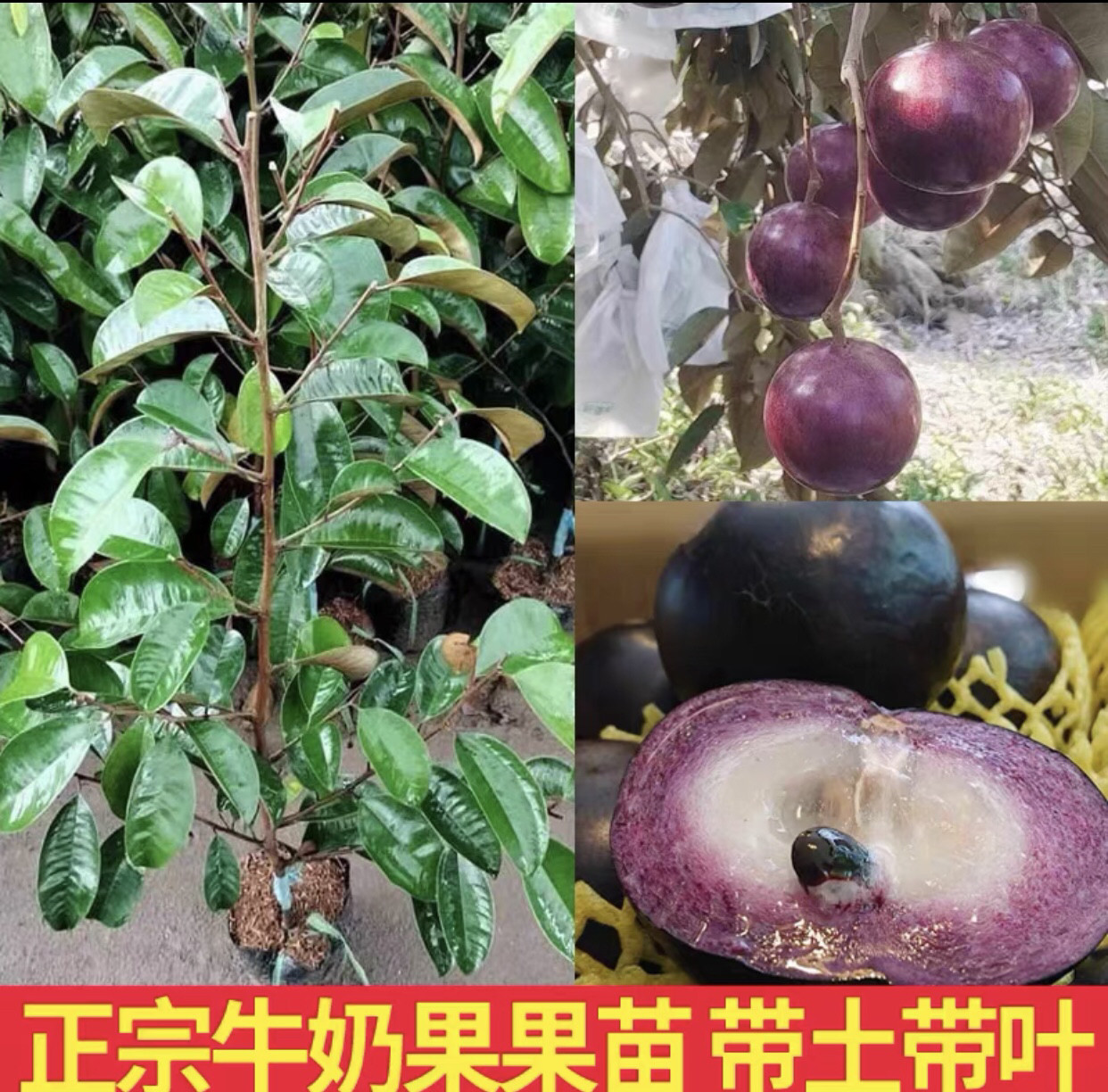 越南牛奶果嫁接苗星苹果苗热带果苗 紫龙 牛奶果树苗地栽