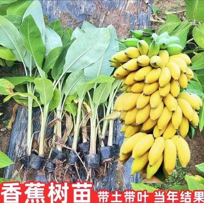 香蕉苗粉蕉苗皇帝蕉苗红香蕉苗带土带叶发货一个月内死苗免费补发