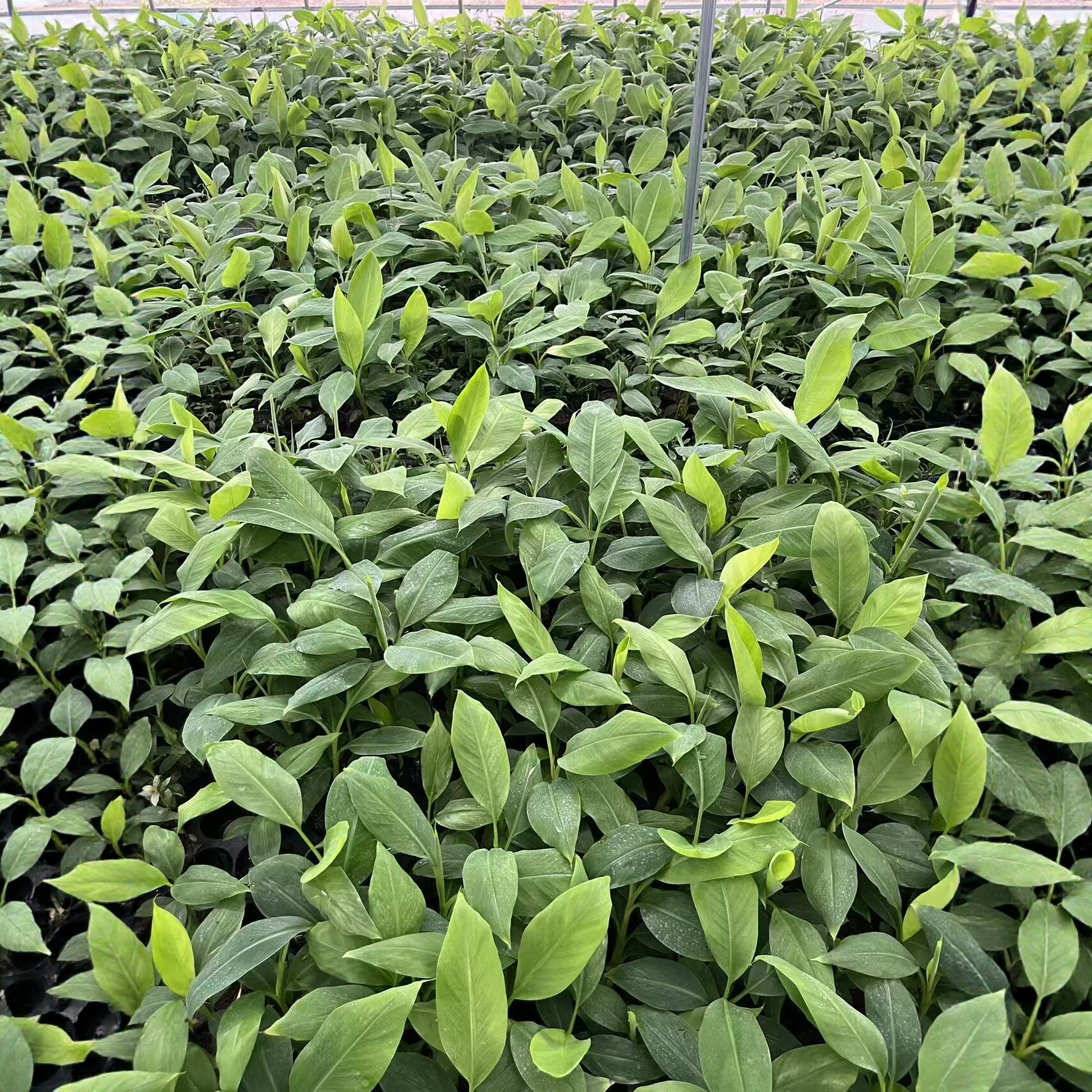 香蕉苗粉蕉苗皇帝蕉苗红香蕉苗带