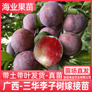三华李子树苗正宗嫁接钱排银妃红肉早熟三月李苗带土南方种植庭院