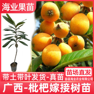 枇杷树苗嫁接云霄大五星枇杷早熟早钟6号枇杷南北方水果树苗带土