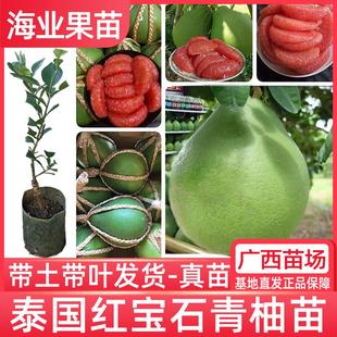 泰国红宝石柚子树苗嫁接青皮红肉红心蜜柚苗南方种植特大当年结果