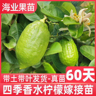 香水柠檬树苗嫁接广东无籽台湾四季食用青柠檬苗地栽盆栽带土庭院