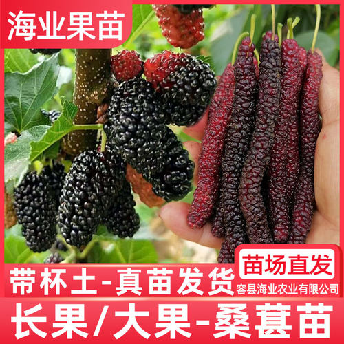 台湾四季长果桑葚嫁接树苗大果桑