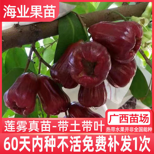 带土莲雾嫁接树苗四季果大味甜