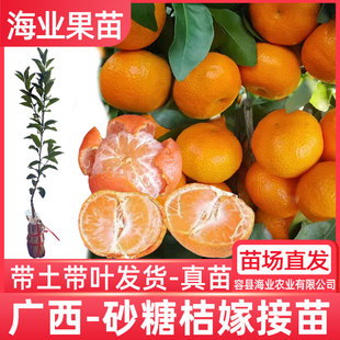 广西沙糖桔子树苗嫁接广东四会砂糖桔苗盆栽地栽沙糖冰糖十月橘苗