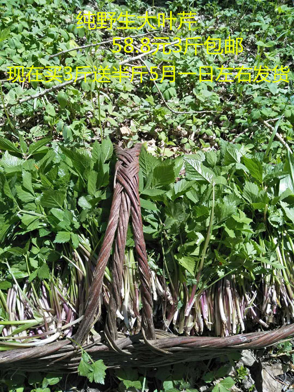 东北特产山野菜大叶芹新鲜山菜山芹菜