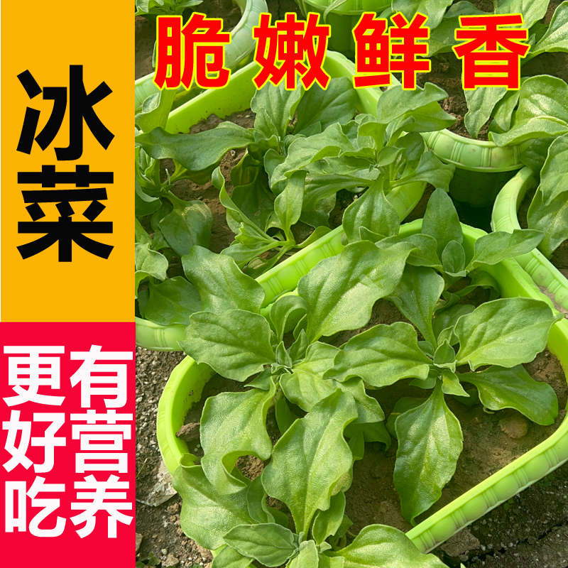 馨吧冰菜大苗阳台盆栽冰菜