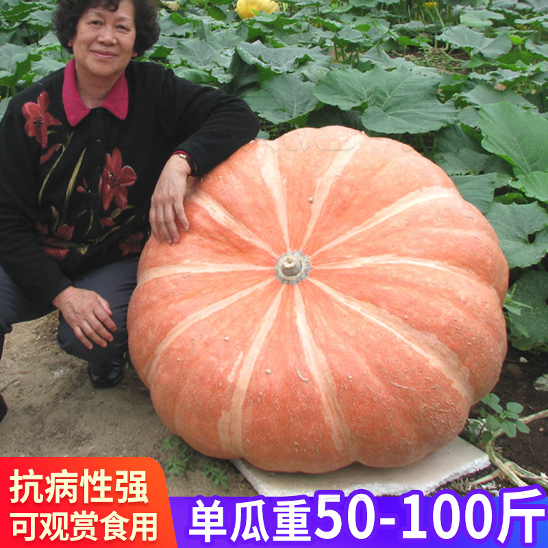 超级大南瓜种子观赏巨型南瓜种籽农家春季四季种植特色蔬菜籽易活