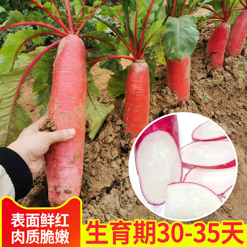 京红30红皮白肉水萝卜种子高产蔬菜种籽春秋播易种植基地大面积种