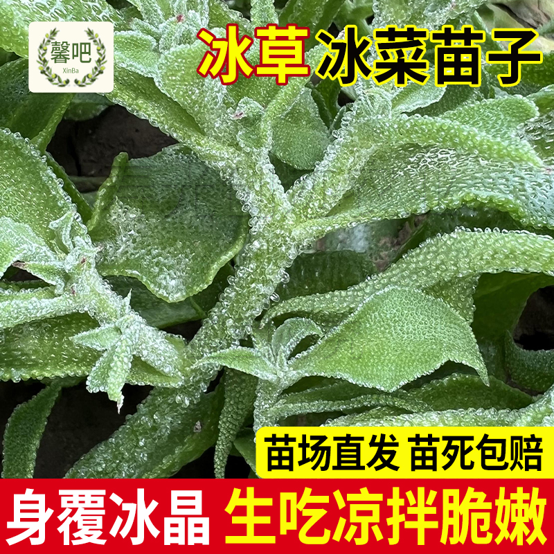 冰菜苗子秧苗大苗冰草种子种苗蔬菜种籽盆栽蔬菜种籽冰菜种子