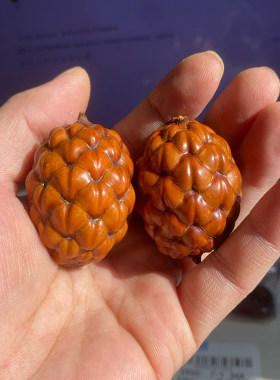 铁树籽粉酒椰龙鳞果摆件天然菩提子文玩把玩盘玩冷门个性手把精品