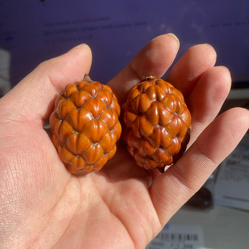 粉酒椰铁树籽龙鳞果菩提子文玩件
