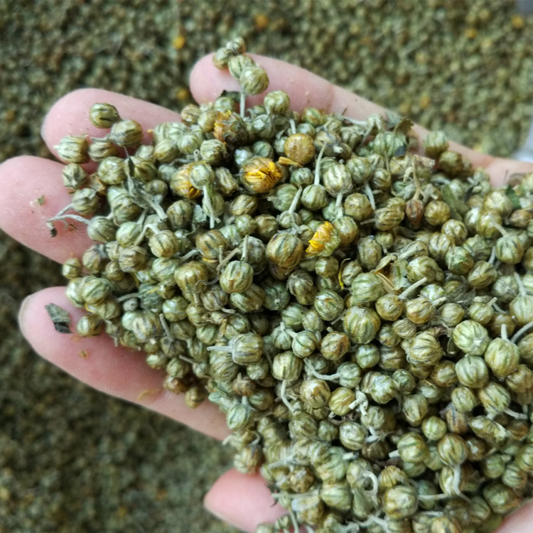 神农架菊花茶野生菊米