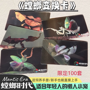 螳螂闪卡螳螂变化卡螳螂卡片螳螂识别卡珍藏纪念儿童卡片桌宠时代