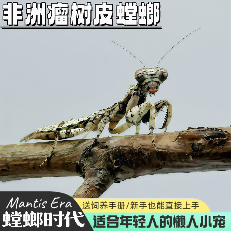 非洲瘤树皮螳螂枯叶螳螂观赏螳螂宠物昆虫儿童礼物桌宠时代