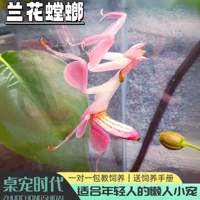 兰花螳螂活体活物宠物螳螂观赏螳螂懒人宠物桌面宠物桌宠时代