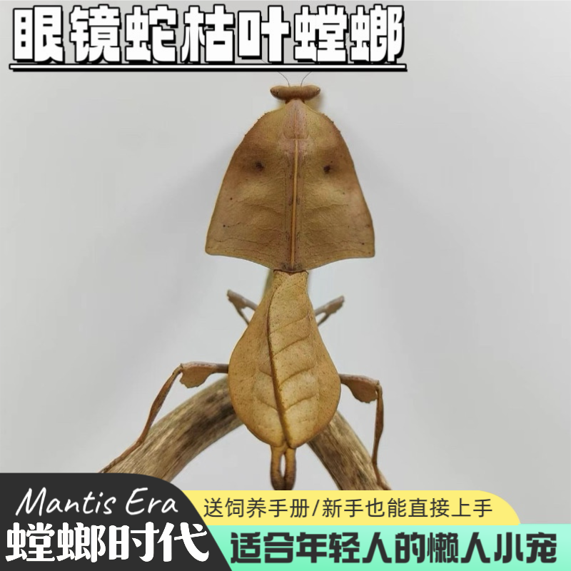 眼镜蛇枯叶螳螂观赏螳螂宠物螳螂儿童节礼物螳螂饲料桌宠时代